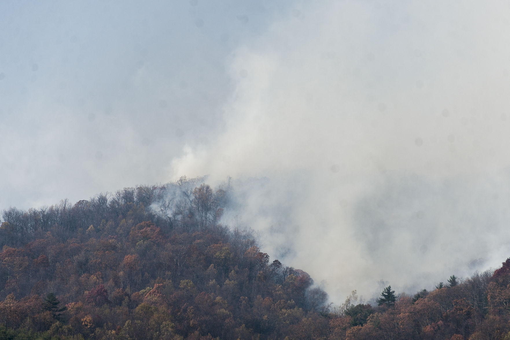 Forest Fire